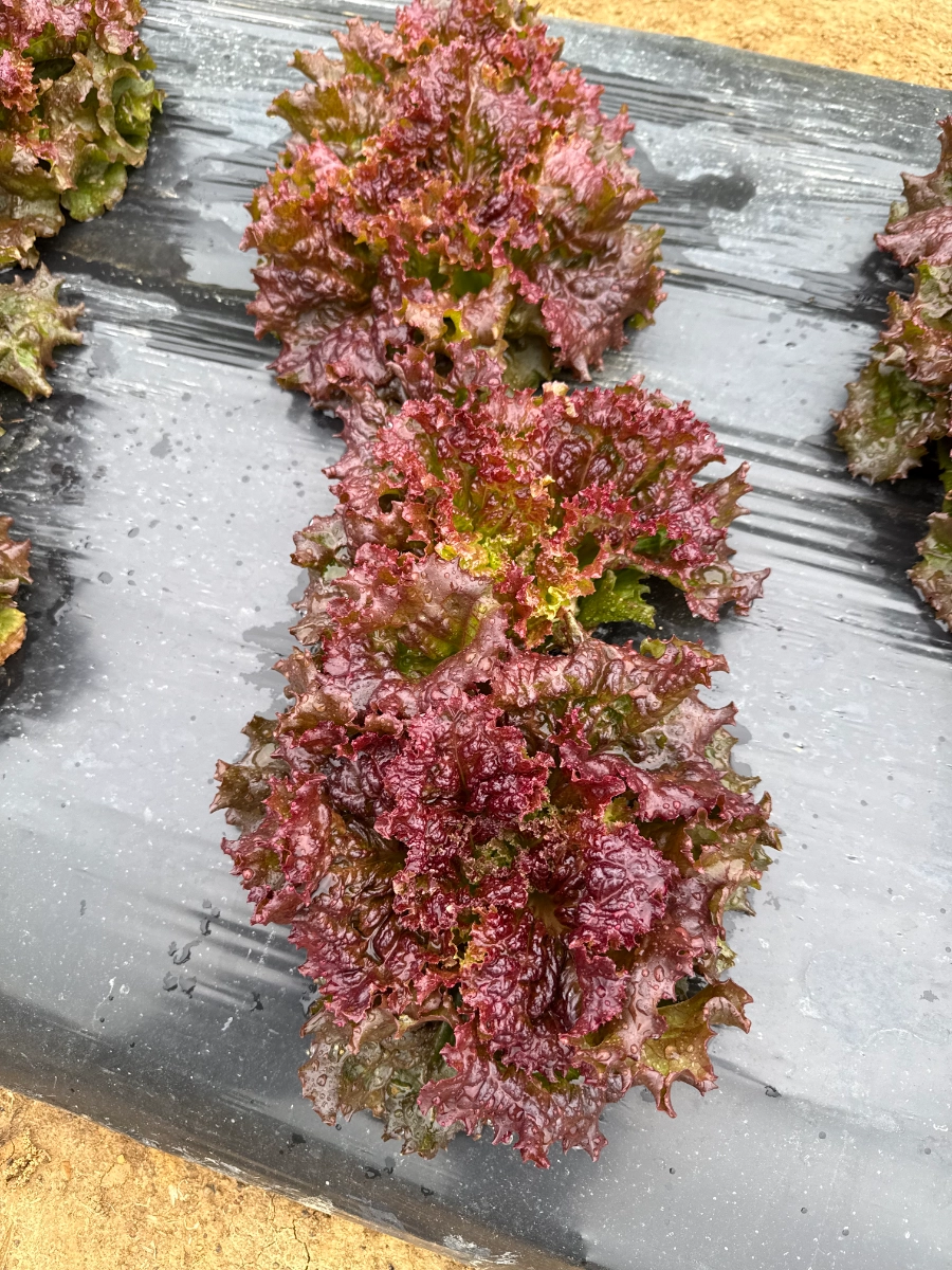 red-leaf-lettuce-21