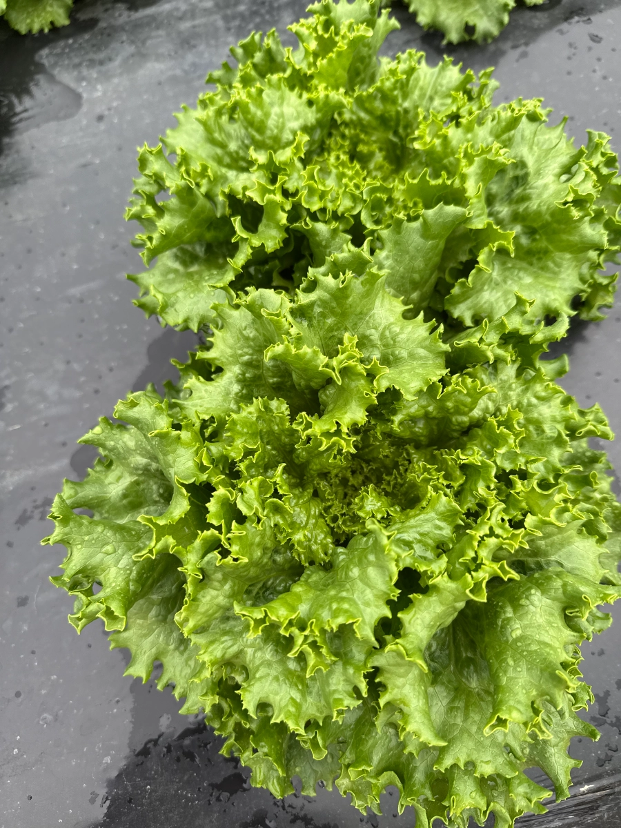 green-leaf-lettuce--2