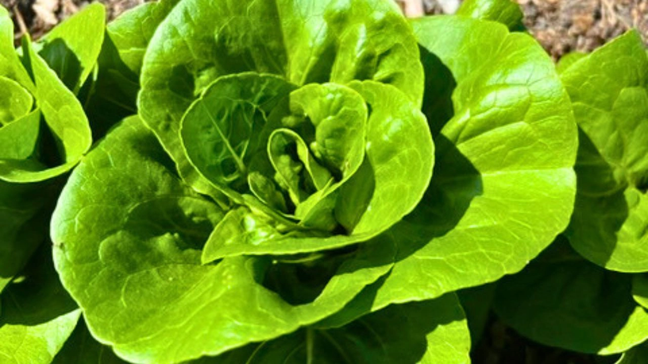 butter-lettuce-trio-organically-raised-1-green-butter-1-red-butter-1-greenleaf-head-each-3-heads-total