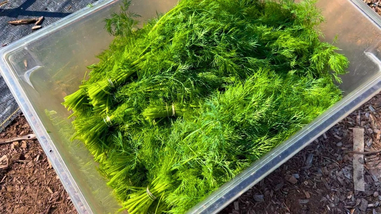 dill-fresh-organically-raised-