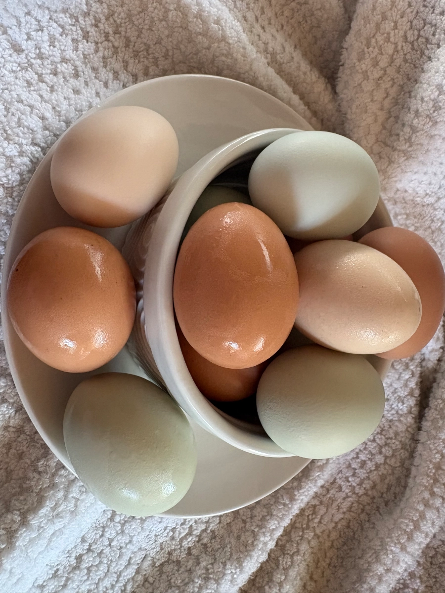 medium-nongmo-free-range-multicolor-eggs