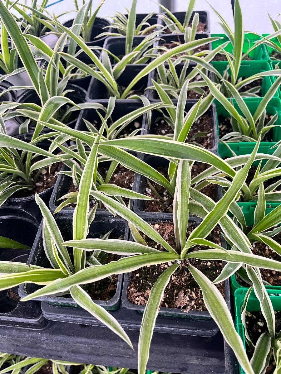 spider-plant-start-4