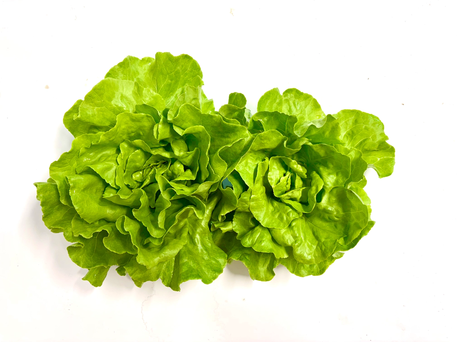 lettuce-green-butterhead-3