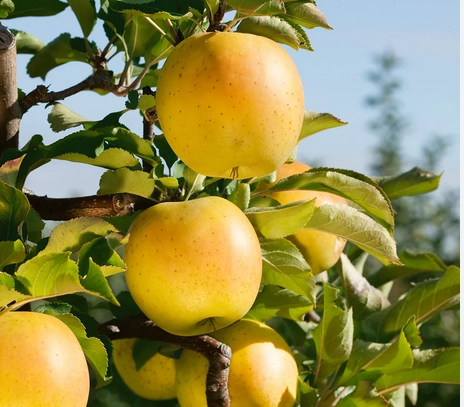 -apples-gold-rush-3-lb-approx
