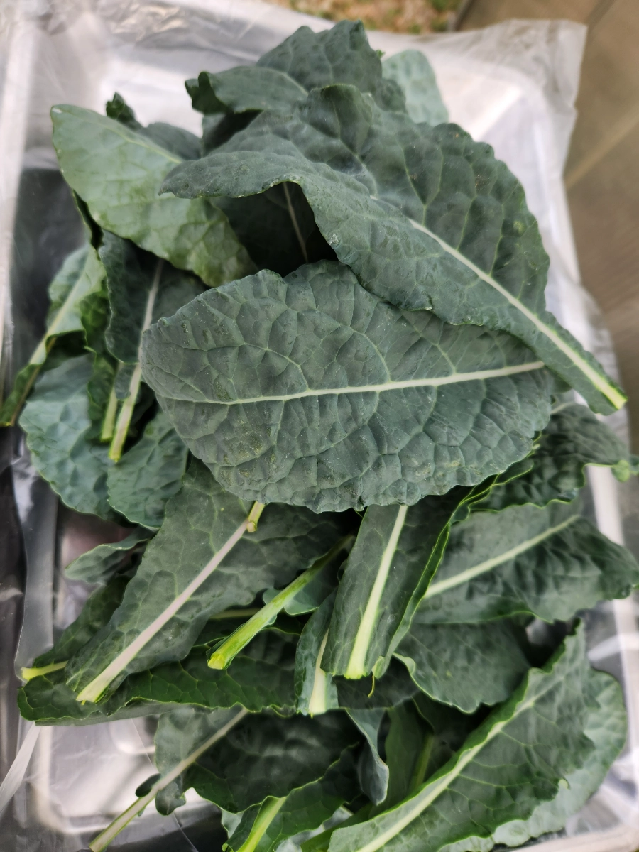 black-magic-kale-half-pound