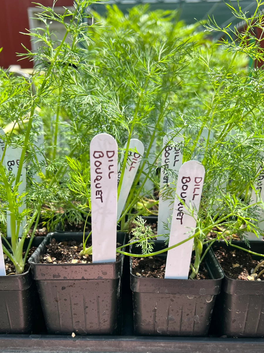 dill-bouquet-2