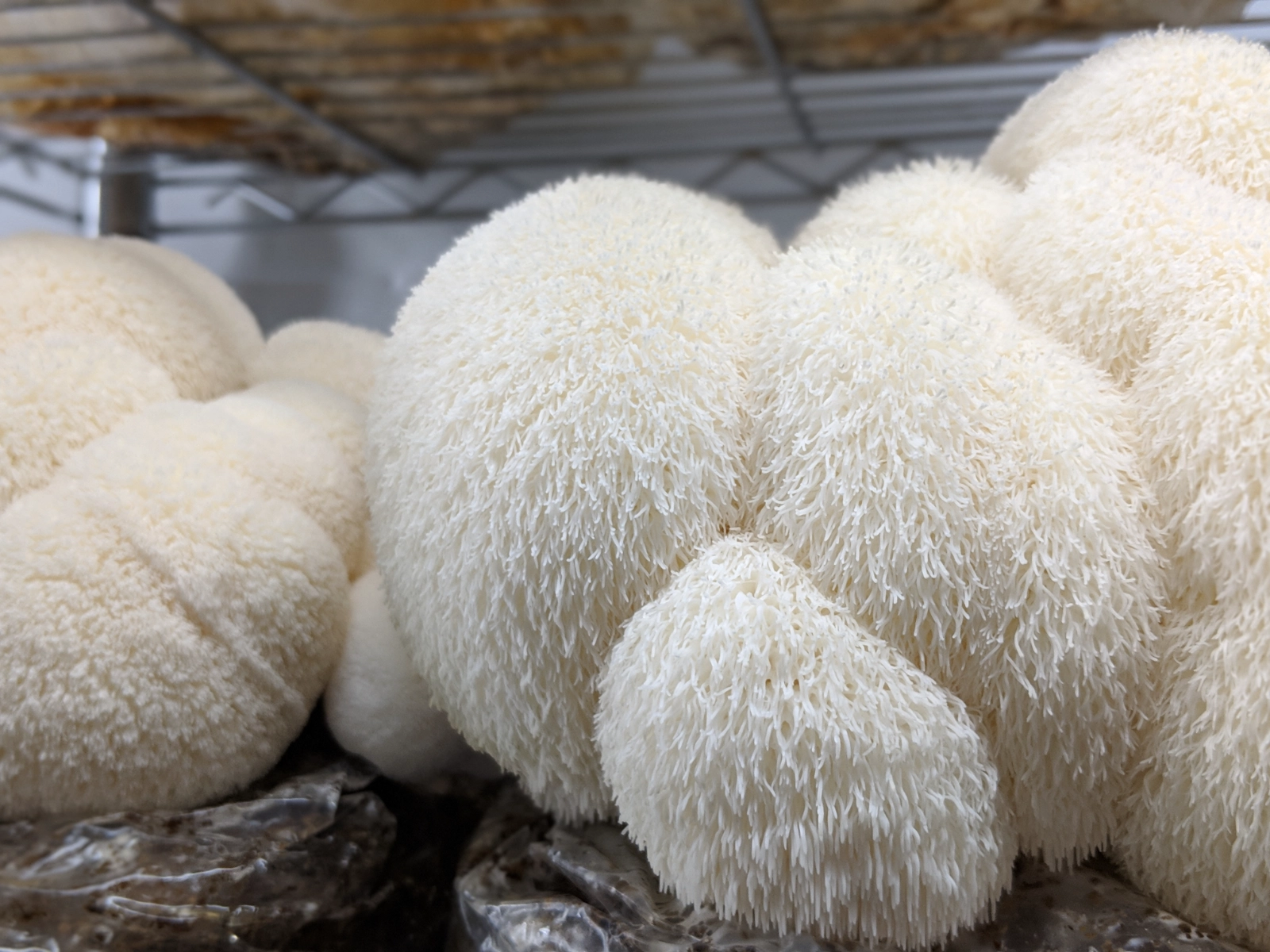 lions-mane-mushrooms-8oz-2