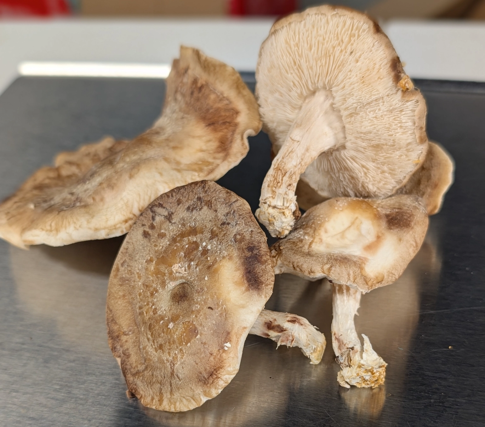 shiitake-mushrooms-8-oz