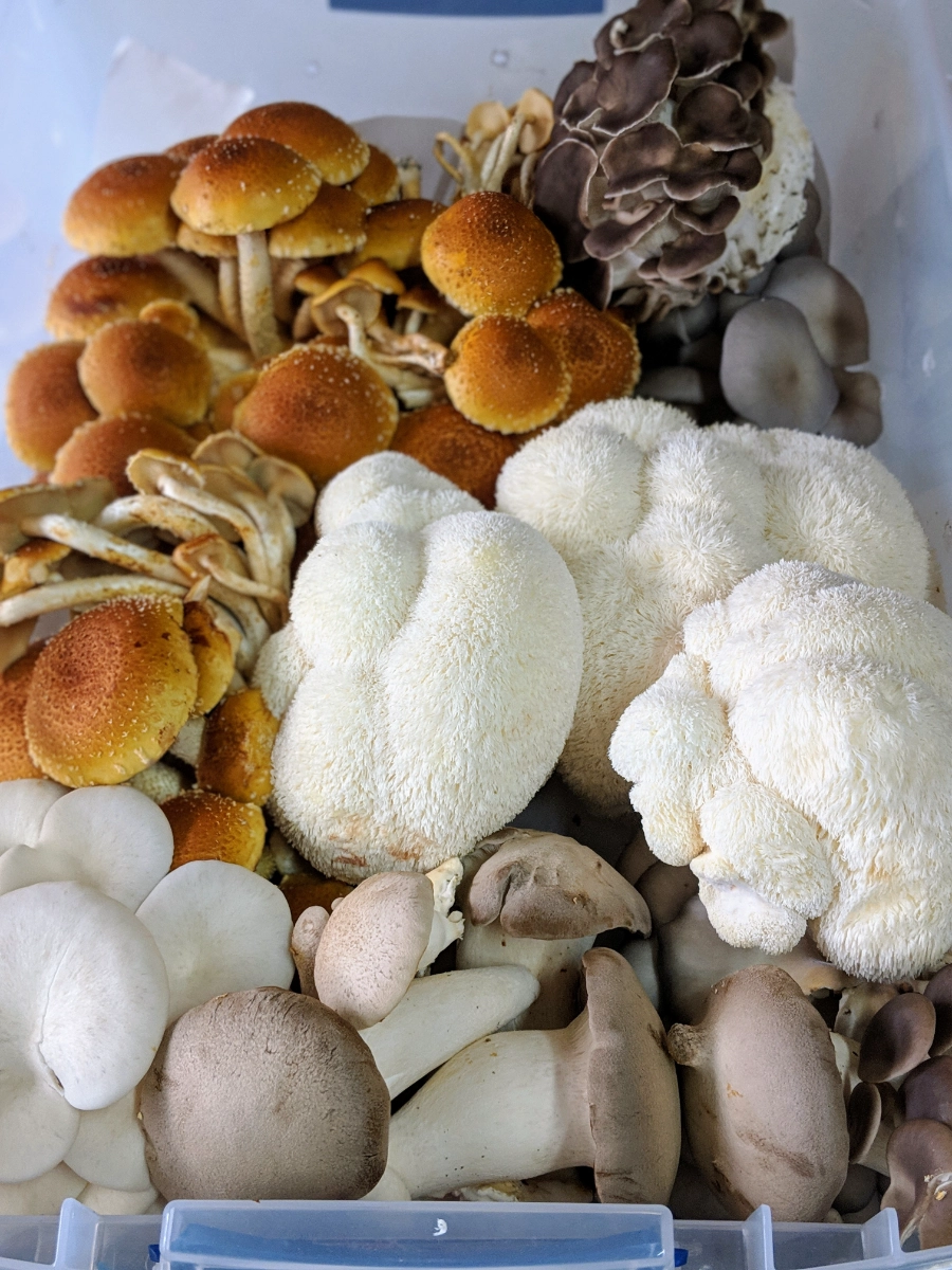 chefs-harvest-medley-8-oz-