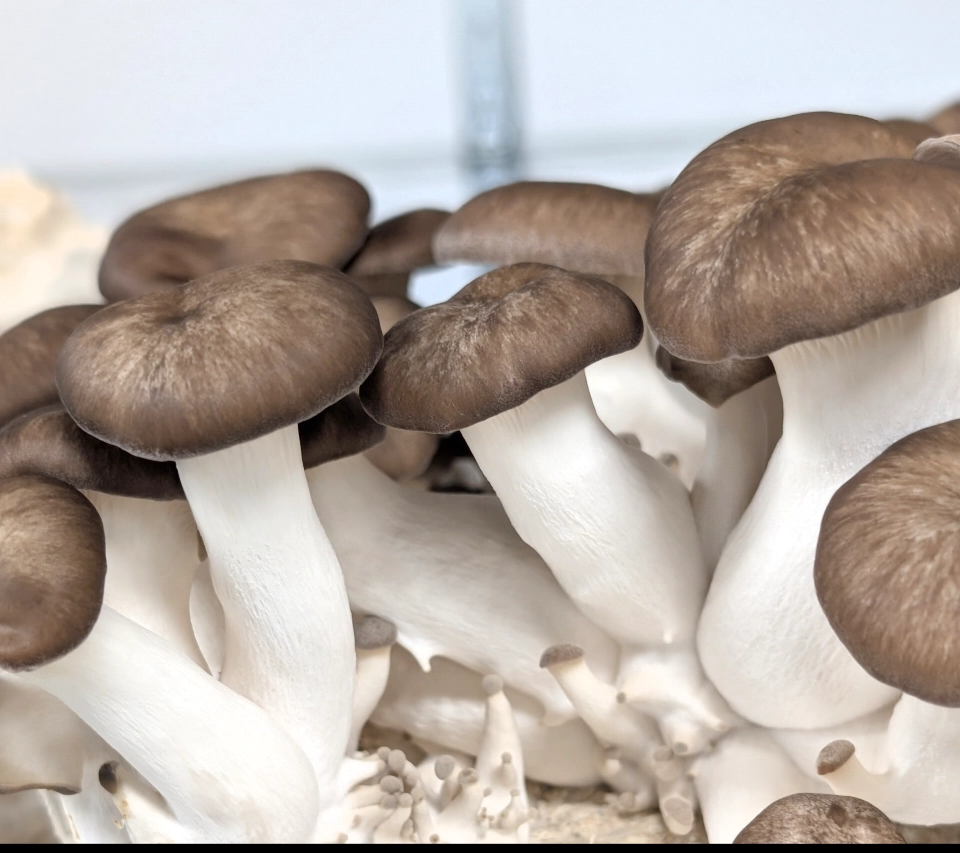 black-pearl-king-oyster-8oz-2