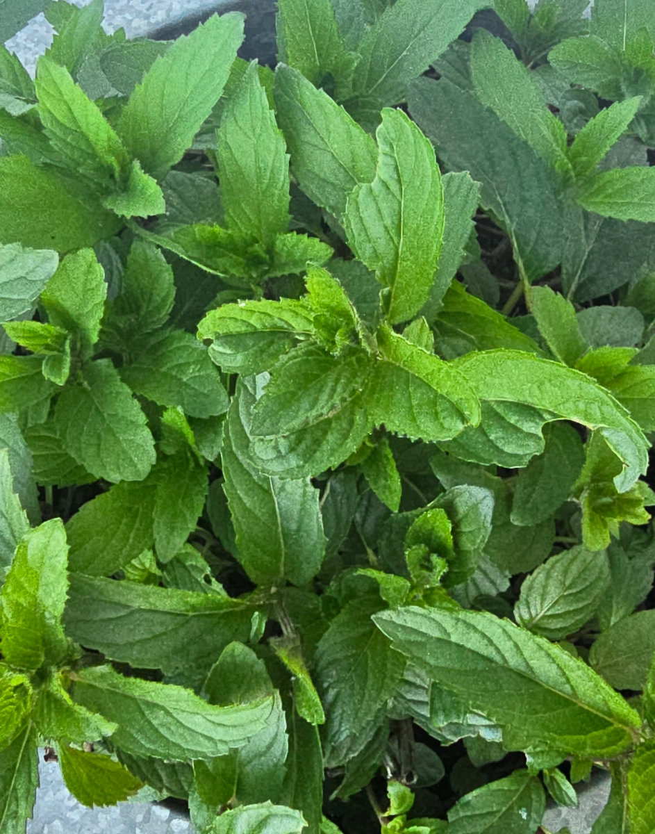 fresh-mint-bundle-aromatic-culinary-herb