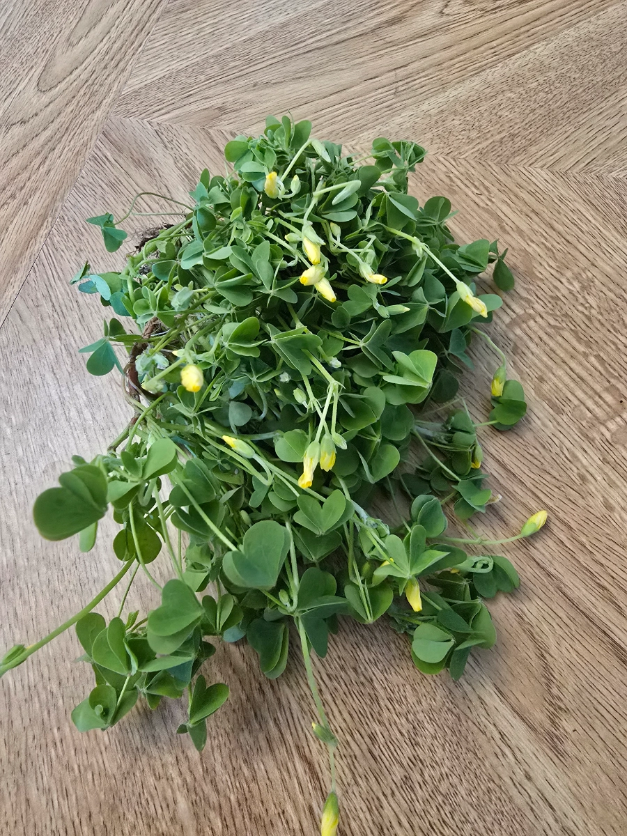 wild-wood-sorrel-fresh-foraged-greens