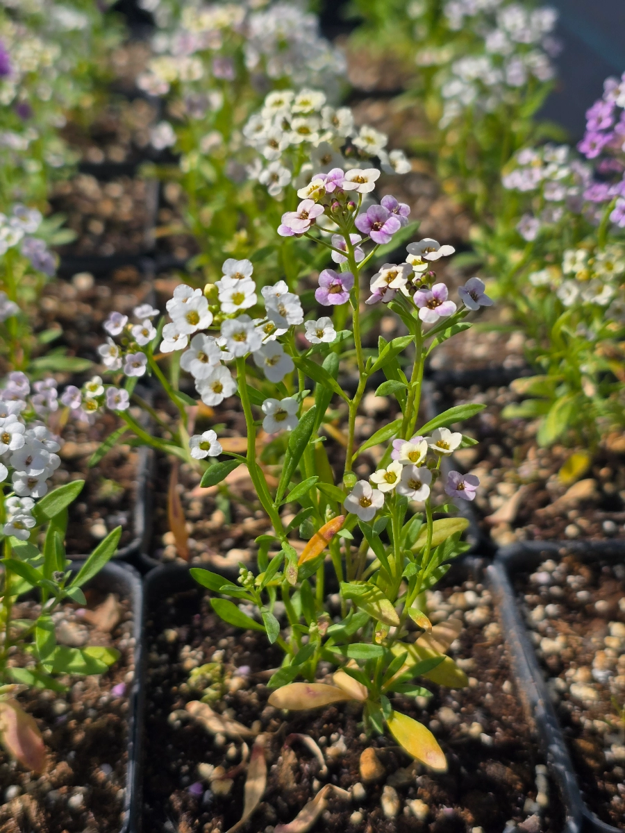 alyssum-starter-plant-mix-sweet-alyssum-flower-blend