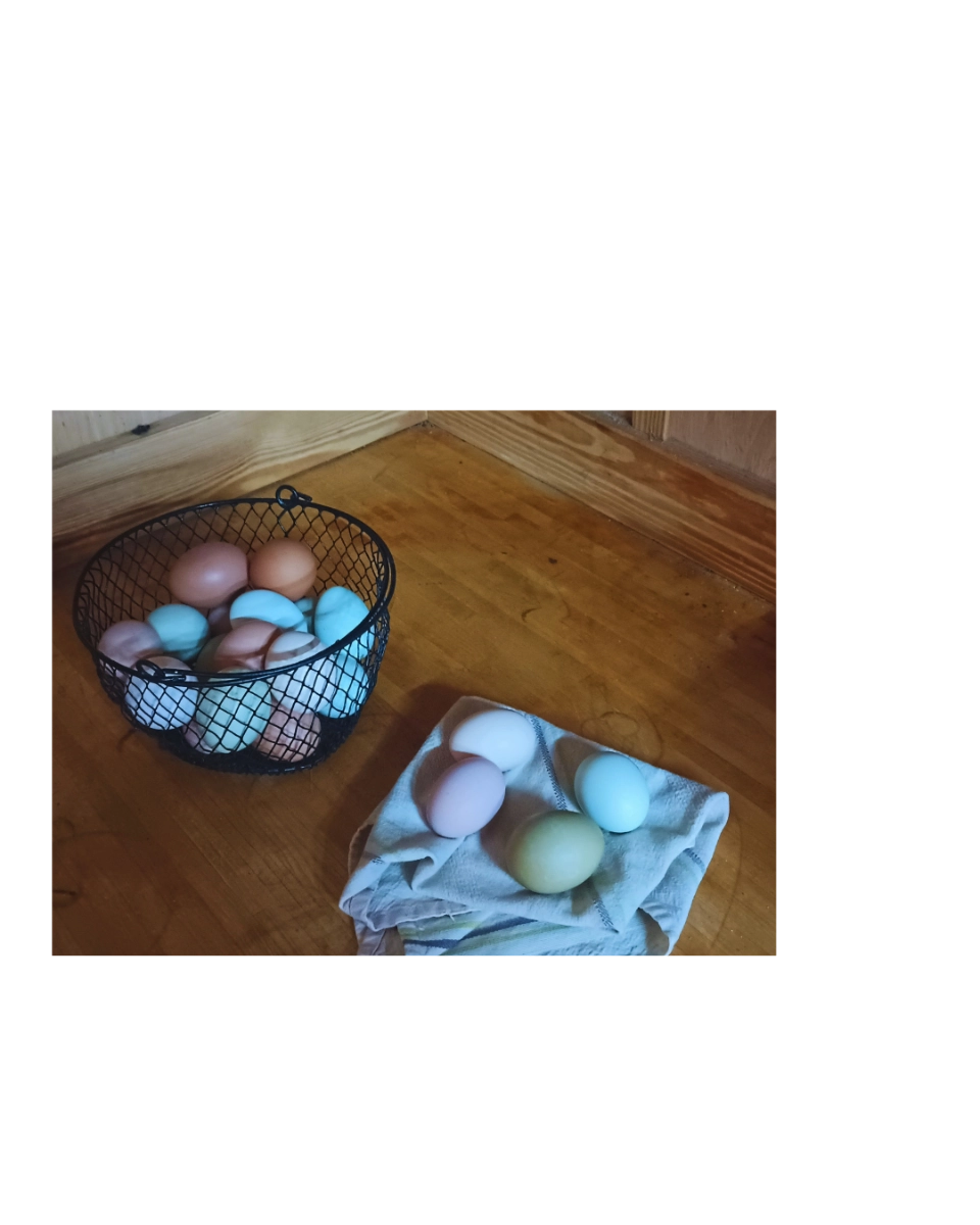 rainbow-eggs-pastured-eggs-1-dozen-rainbow-colored-eggs