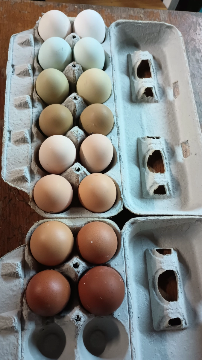 rainbow-eggs-pastured-eggs-1-dozen-rainbow-colored-eggs