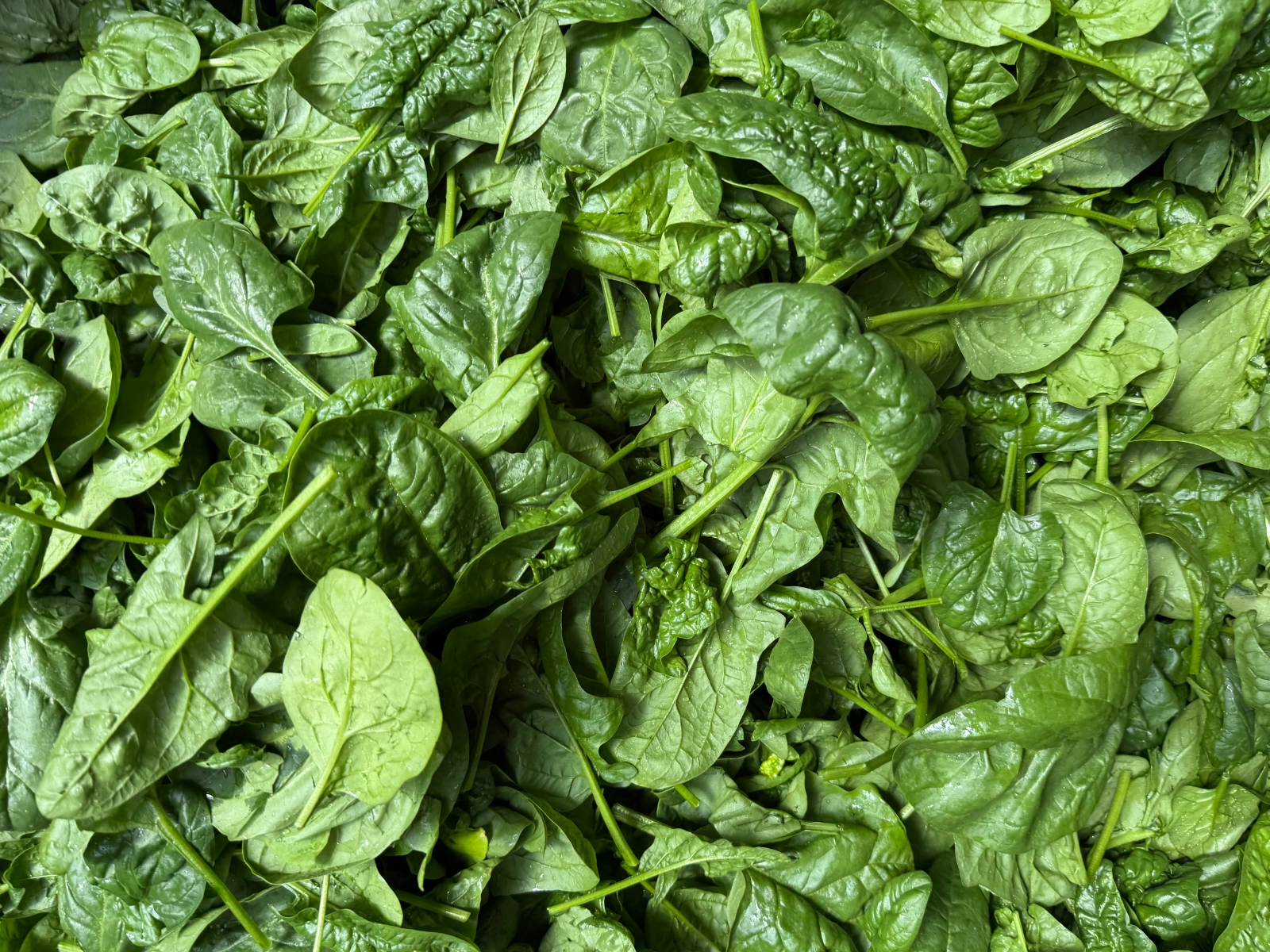 baby-spinach-21