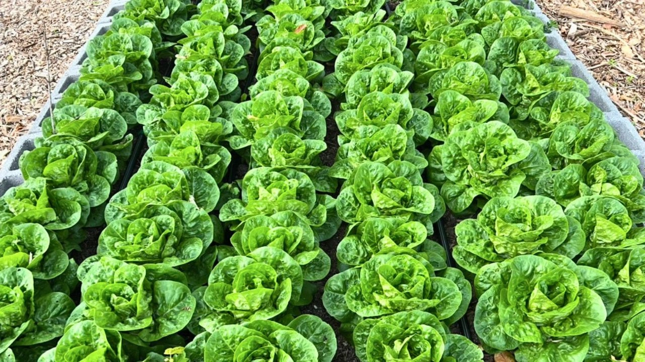 bibb-lettuce-organically-raised-