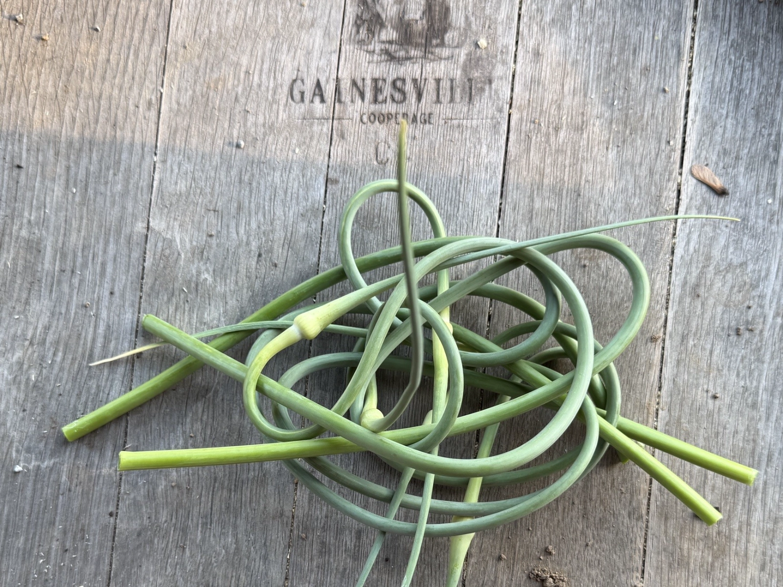 garlic-scapes-105