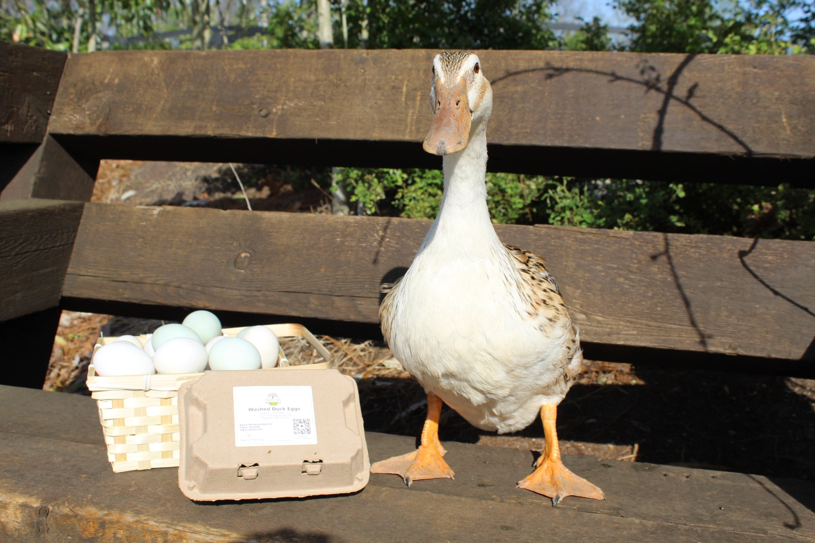 duck-eggs-12pack