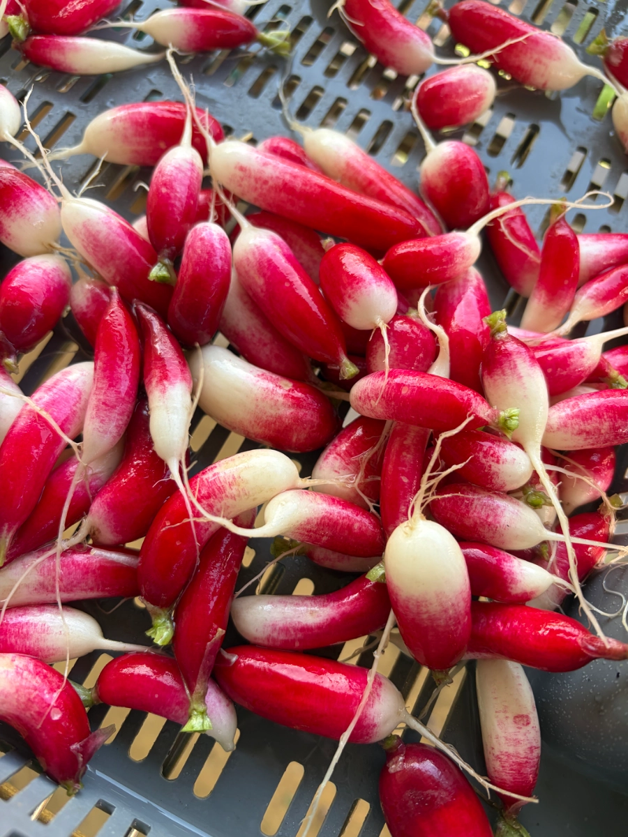 easter-egg-radish-10-oz-