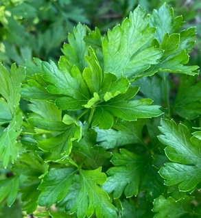 fresh-cilantro-2-oz