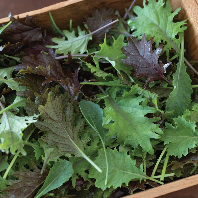 baby-kale-mix-8-oz