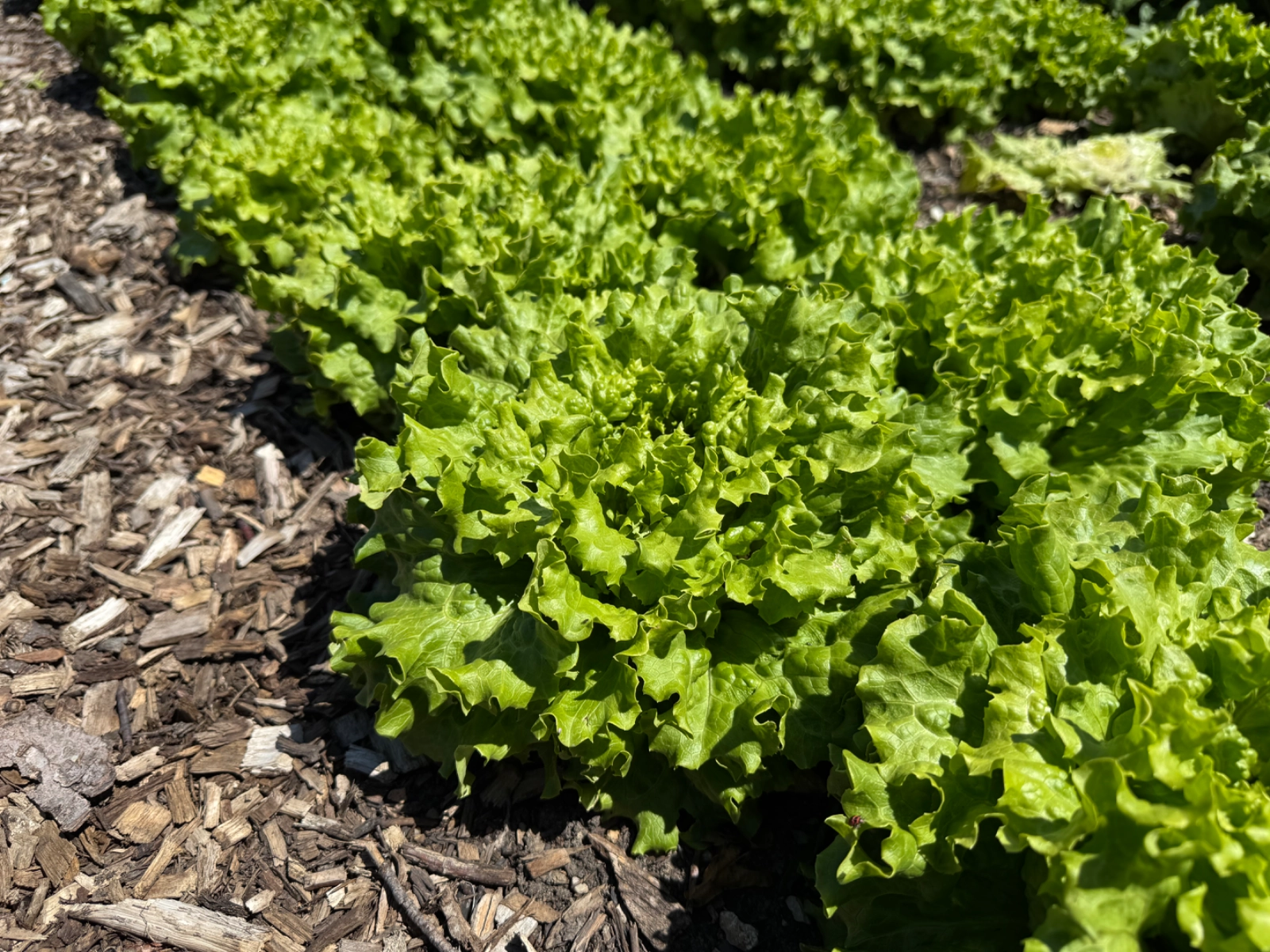 summer-crisp-lettuce-head-2