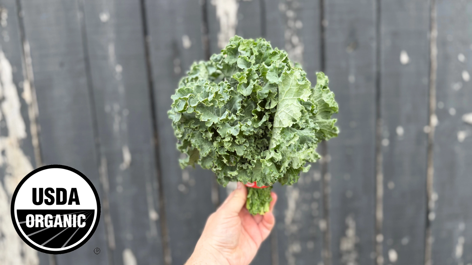 curly-kale-44
