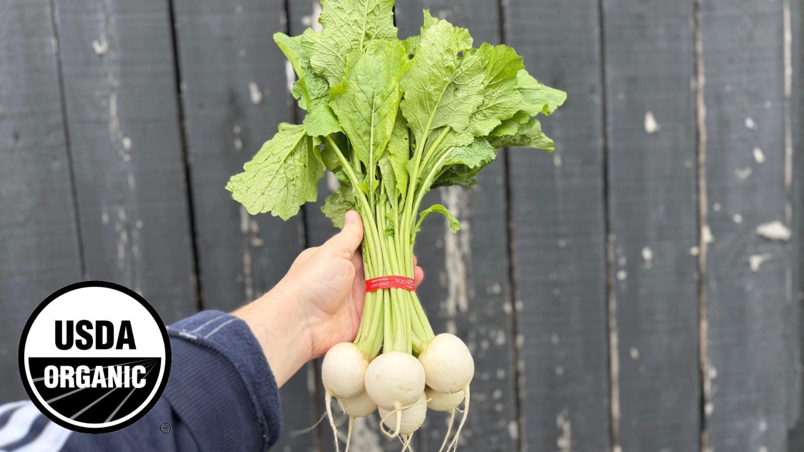 hakurei-turnips-23