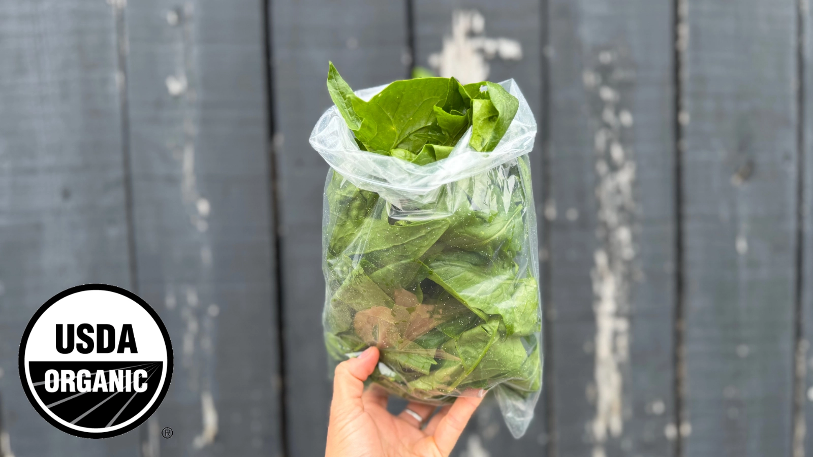 spinach-291
