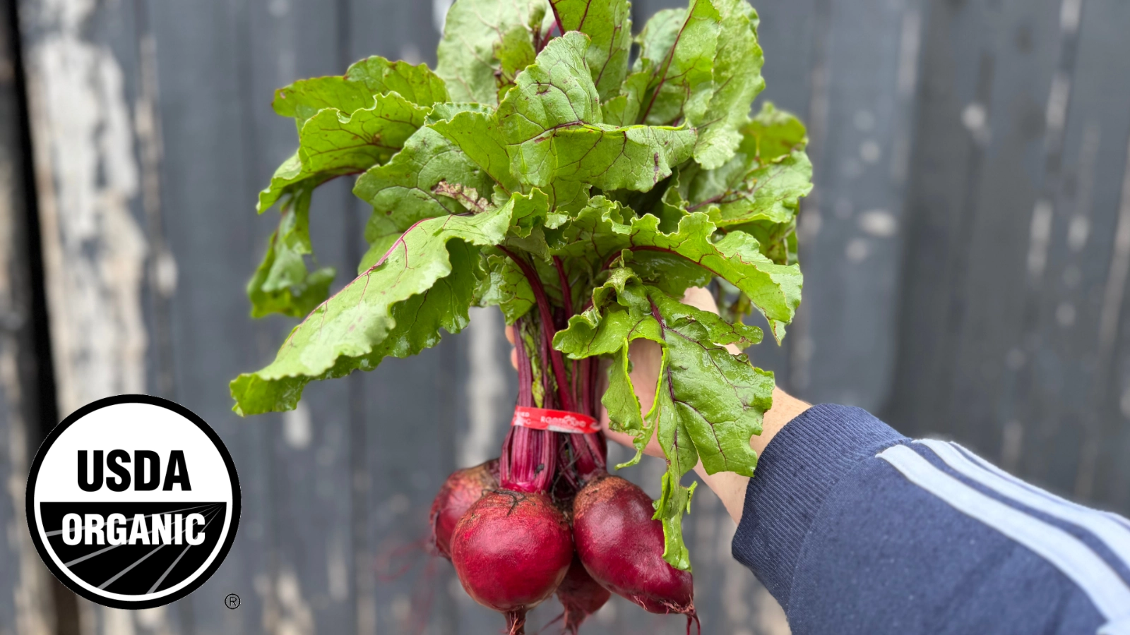 beets-bunched
