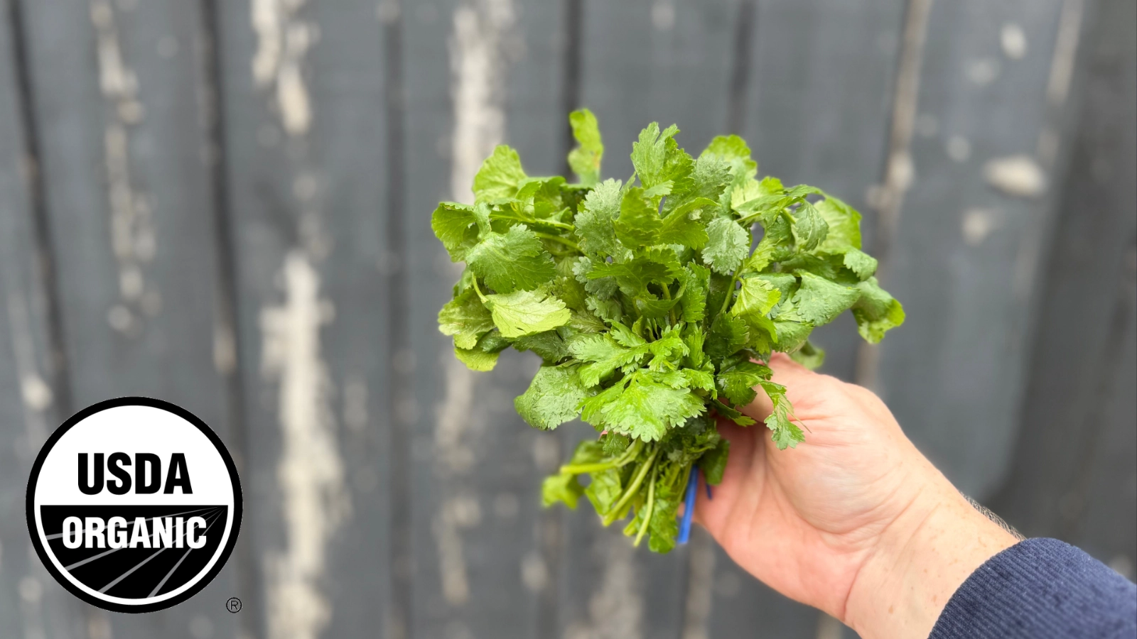 cilantro-1-bunch-certified-organic