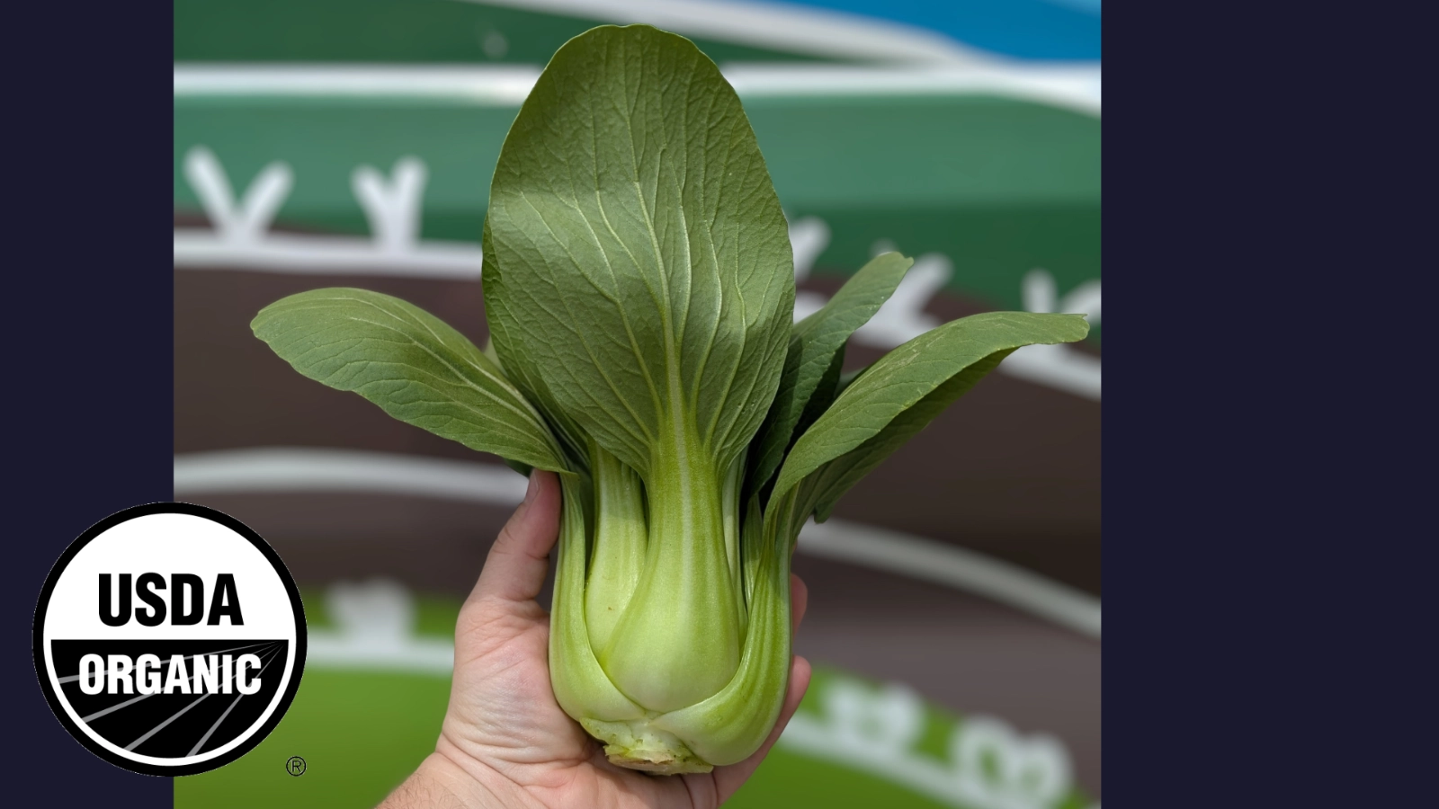 ren-choy-1-head-certified-organic