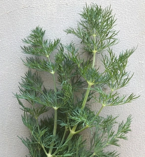 fresh-dill-2-oz