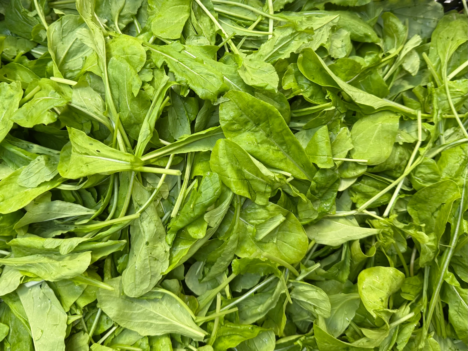 baby-arugula-12