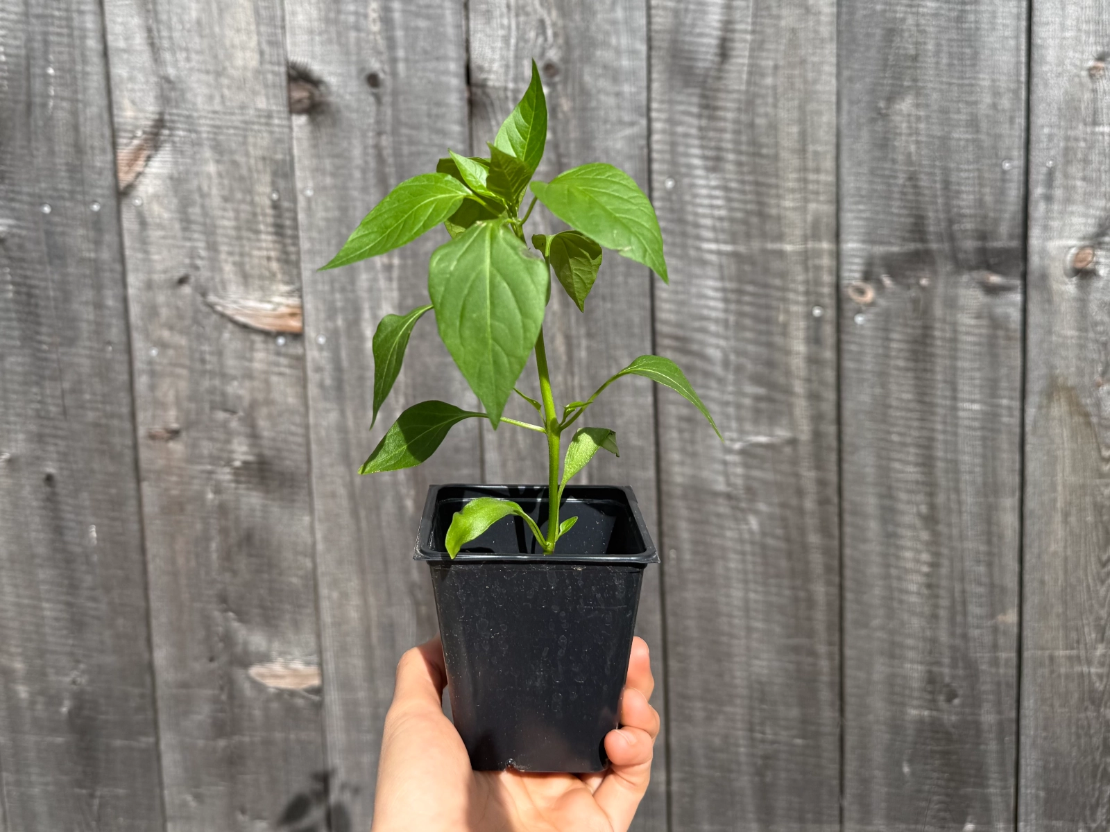 jalapeo-seedling-