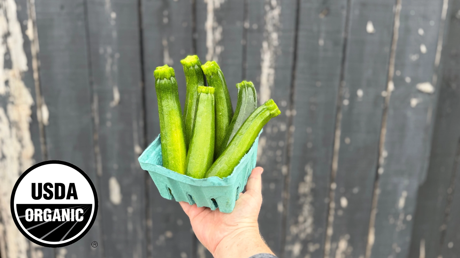 zucchini-356