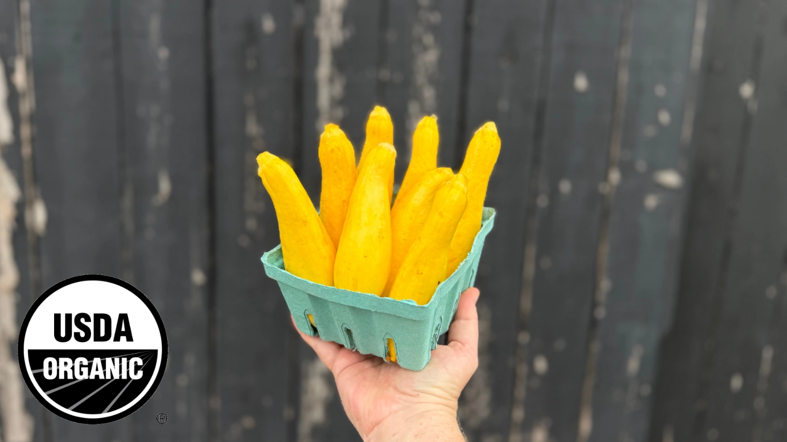 yellow-squash-2-lbs-certified-organic