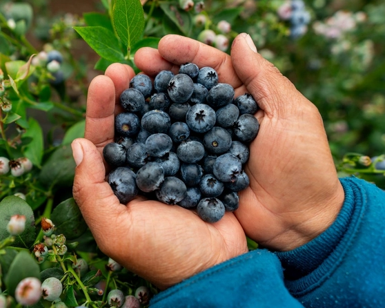 blueberries-65