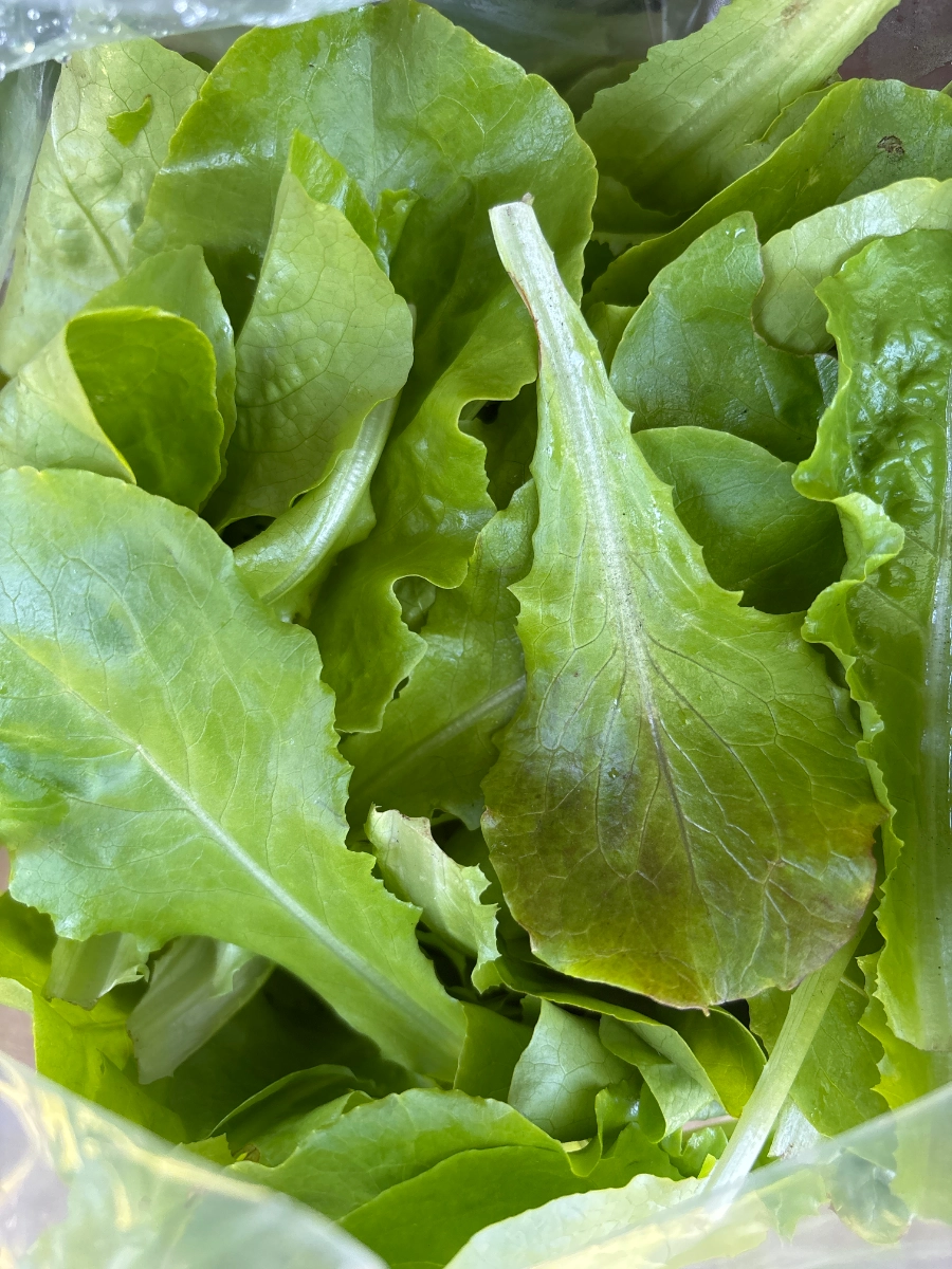 loose-leaf-lettuce-6-oz