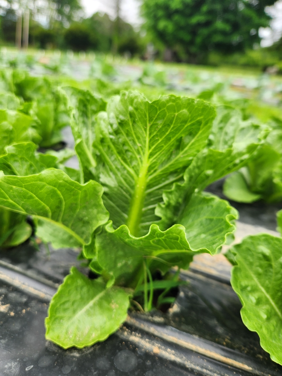 romaine-mini-heads-2-pack