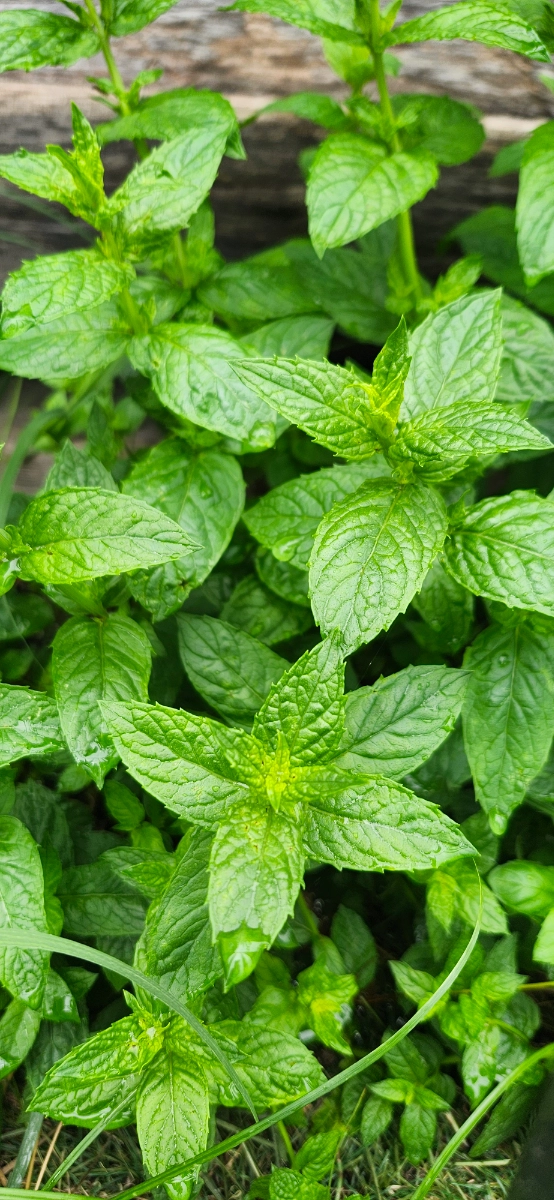 mint-5-oz-2