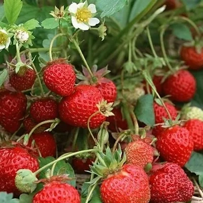 strawberries-1-quart-16