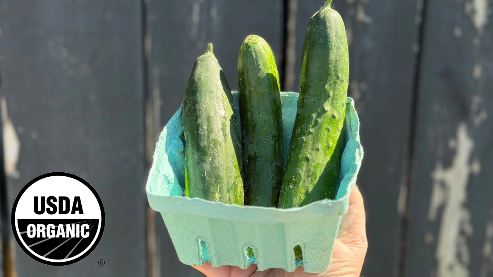 cucumbers-1-lb-certified-organic