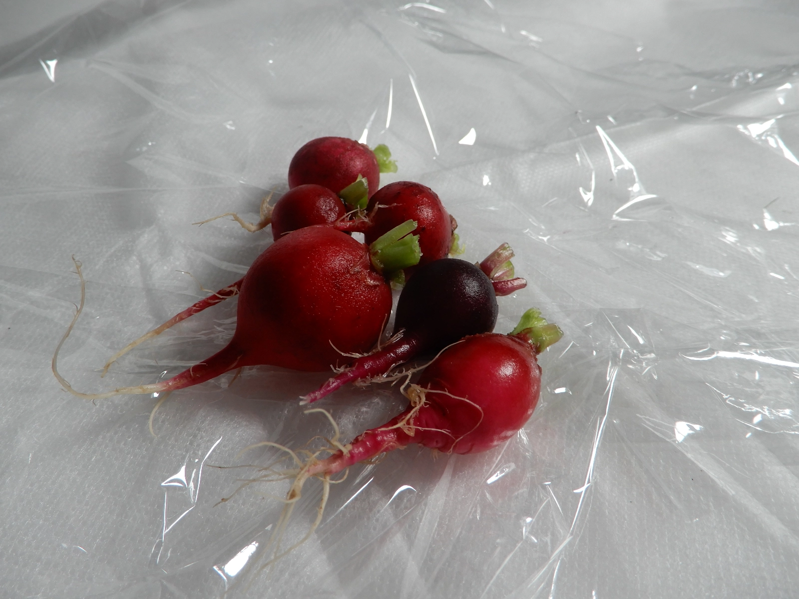 cherry-radish-6-pack-tops-trimmed
