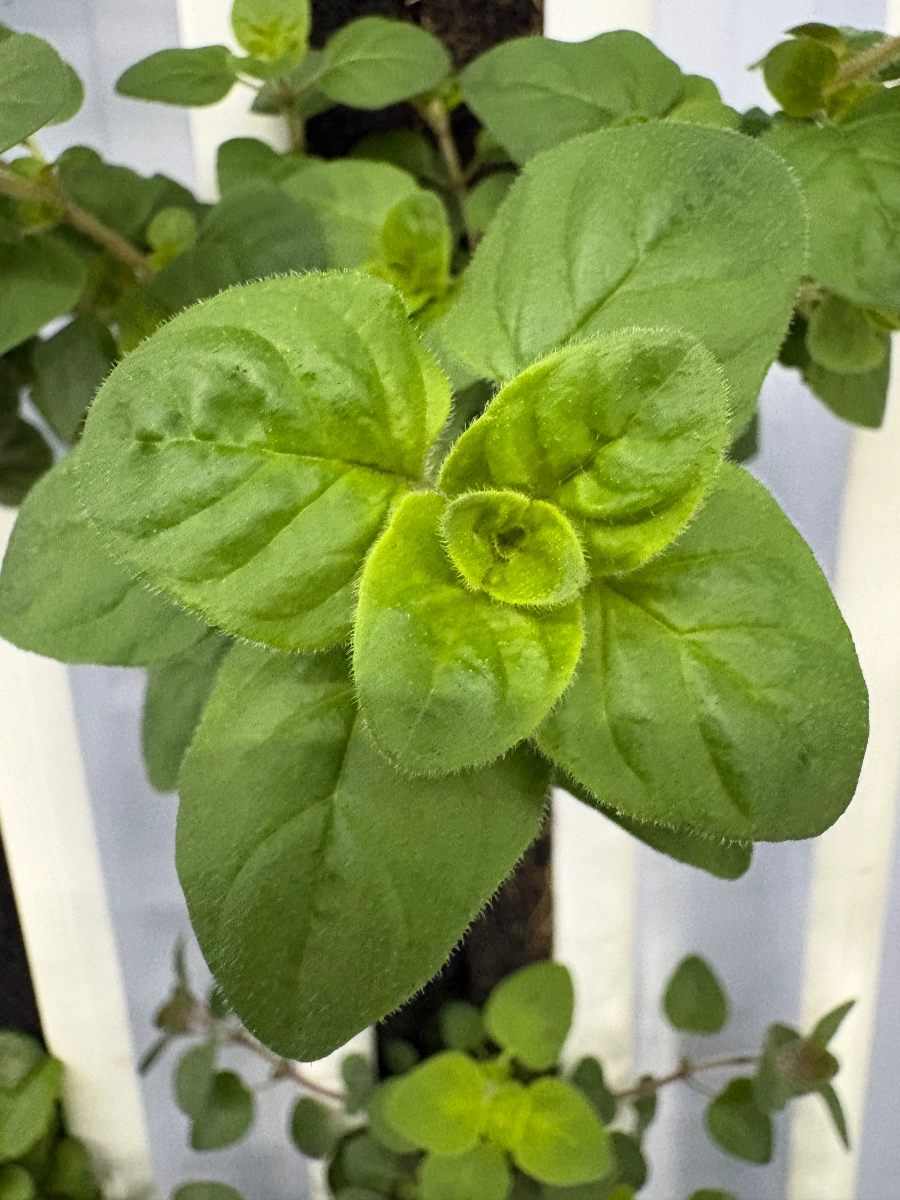 fresh-herbs-organic-summer-thyme
