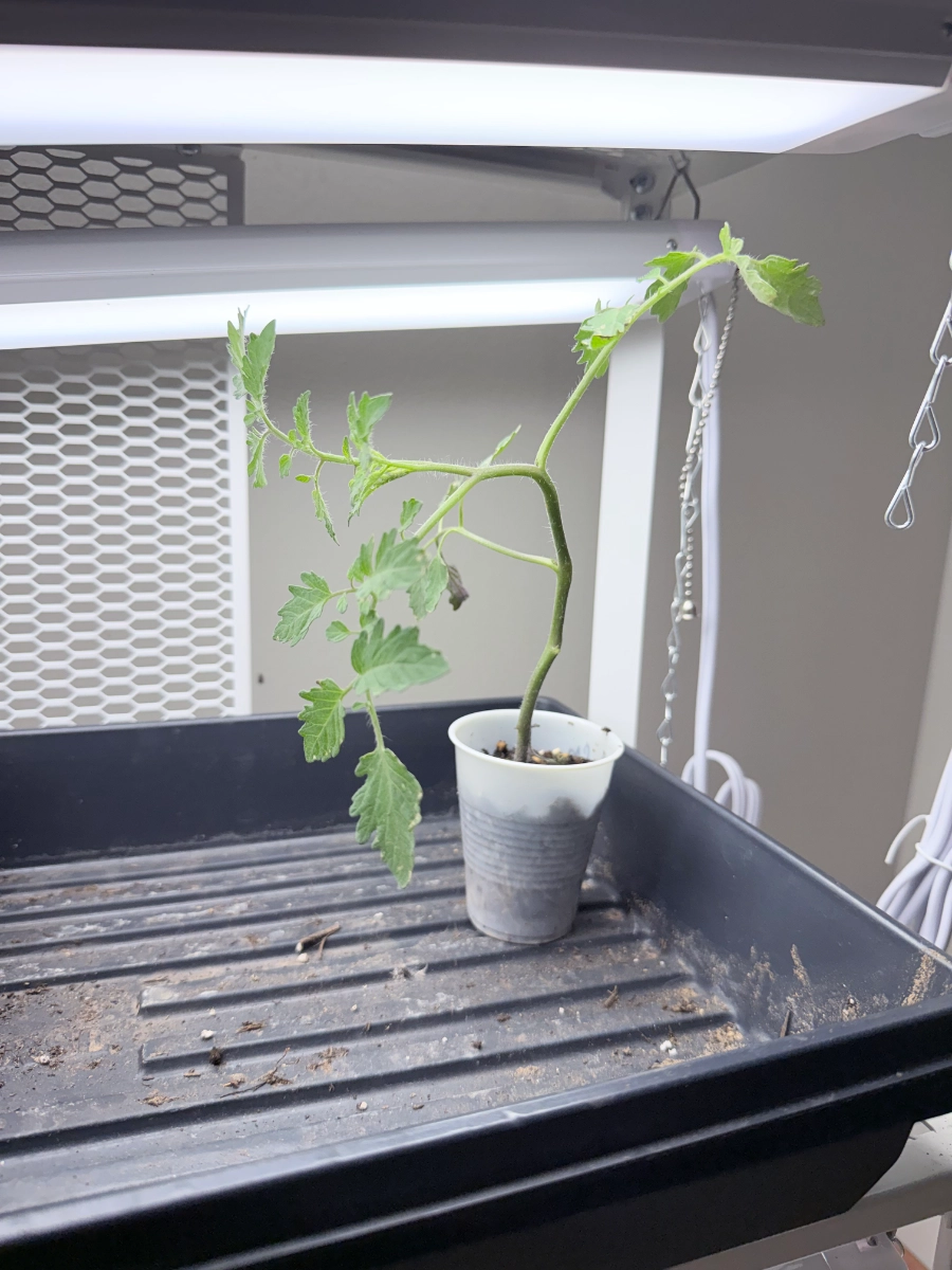 black-cherry-tomato-seedlings-