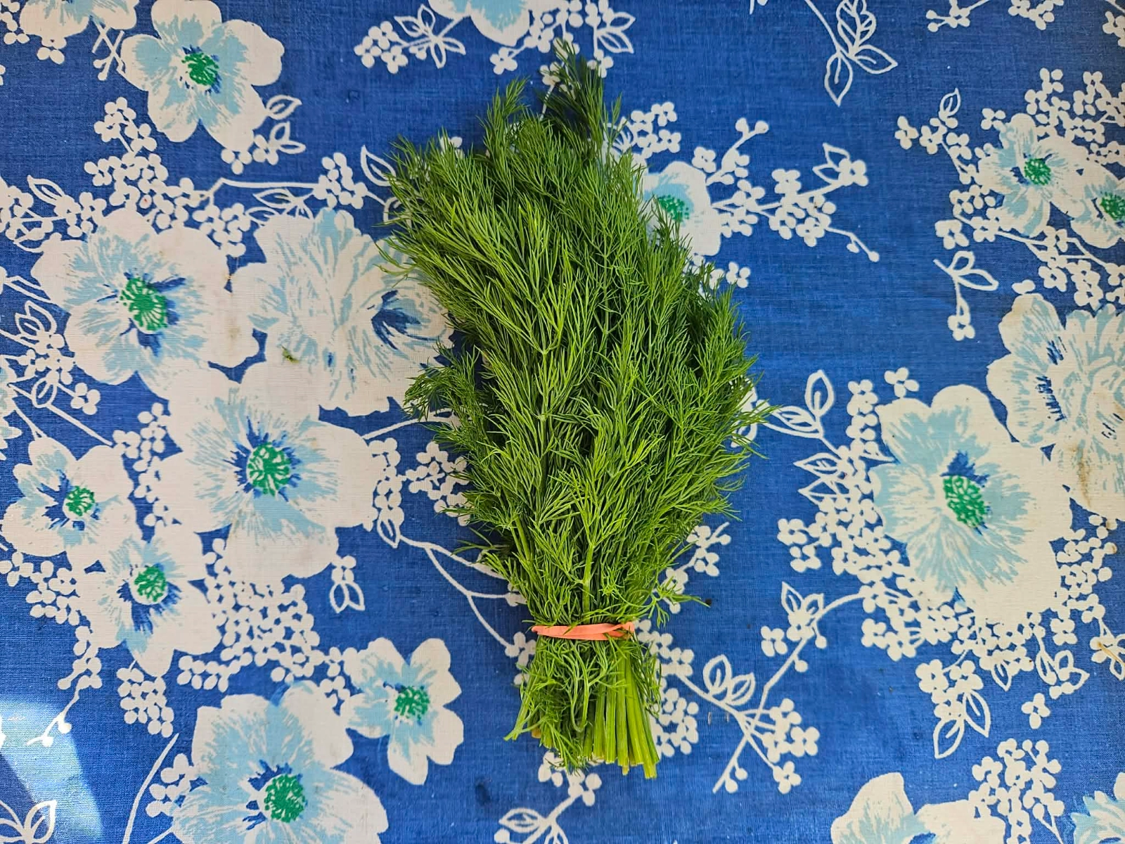 bunch-of-dill-