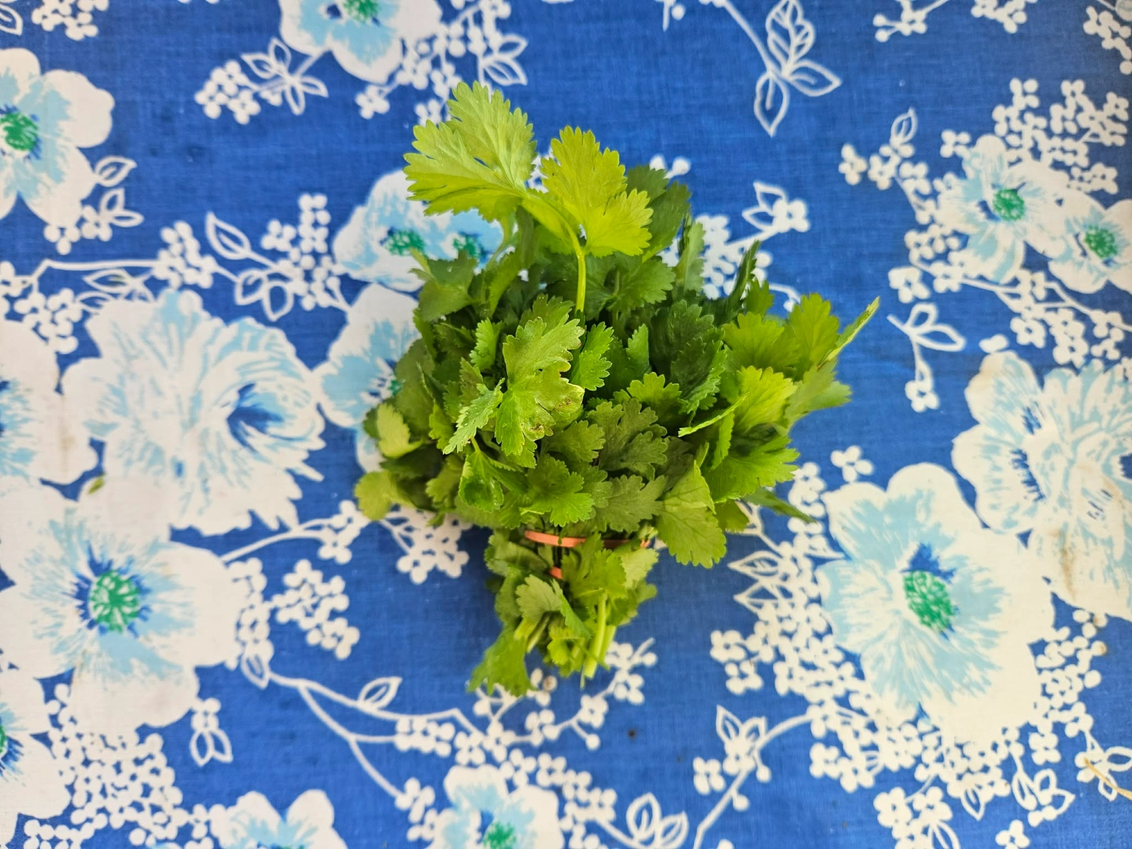 bunch-of-cilantro