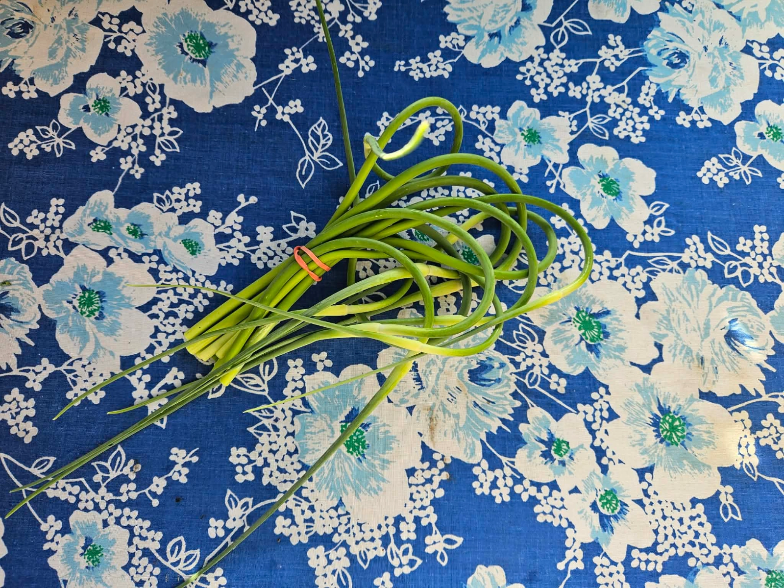 bunch-of-garlic-scapes-2